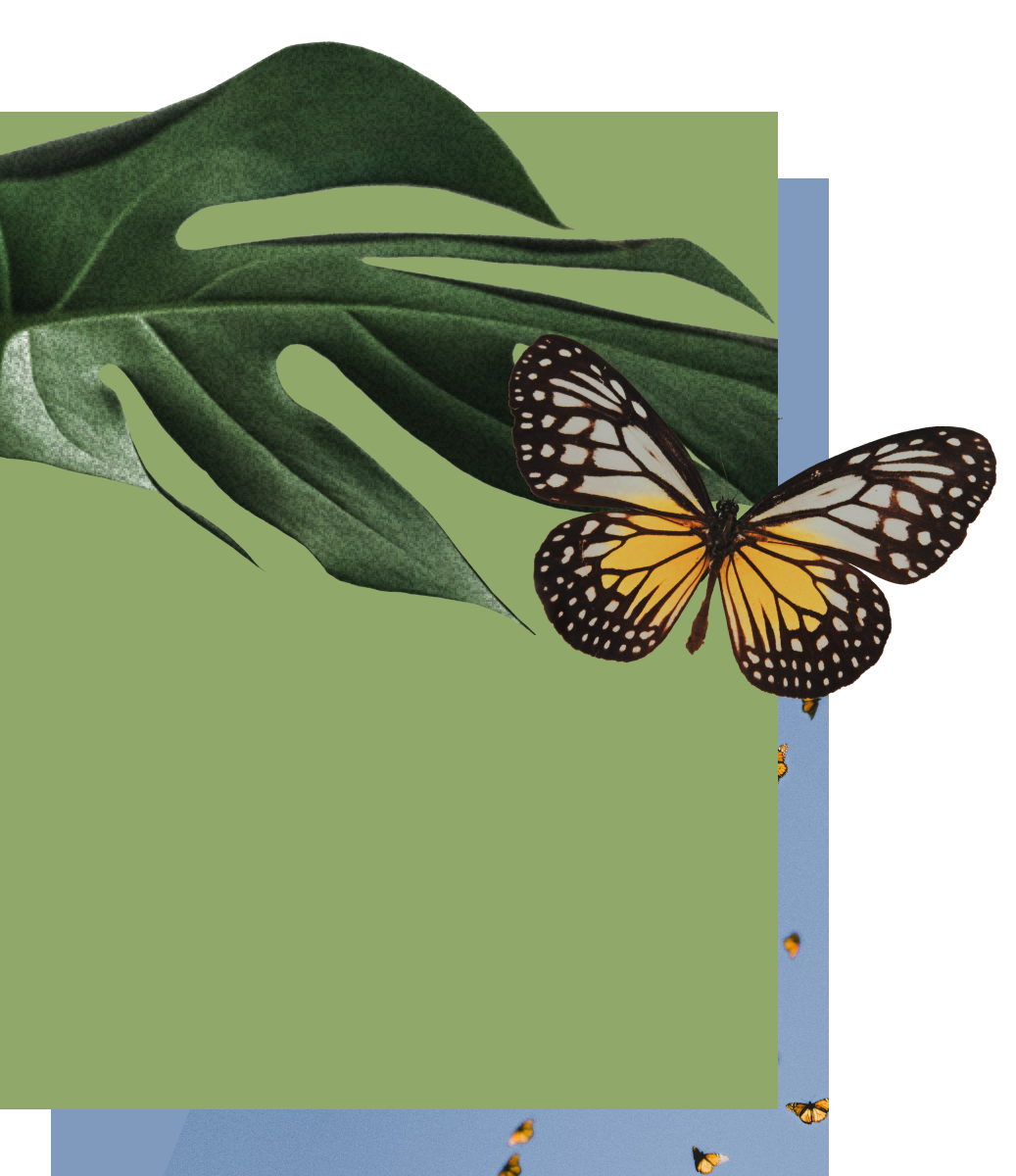 Cover image for this story, which displays a monstera leaf and a butterfly.