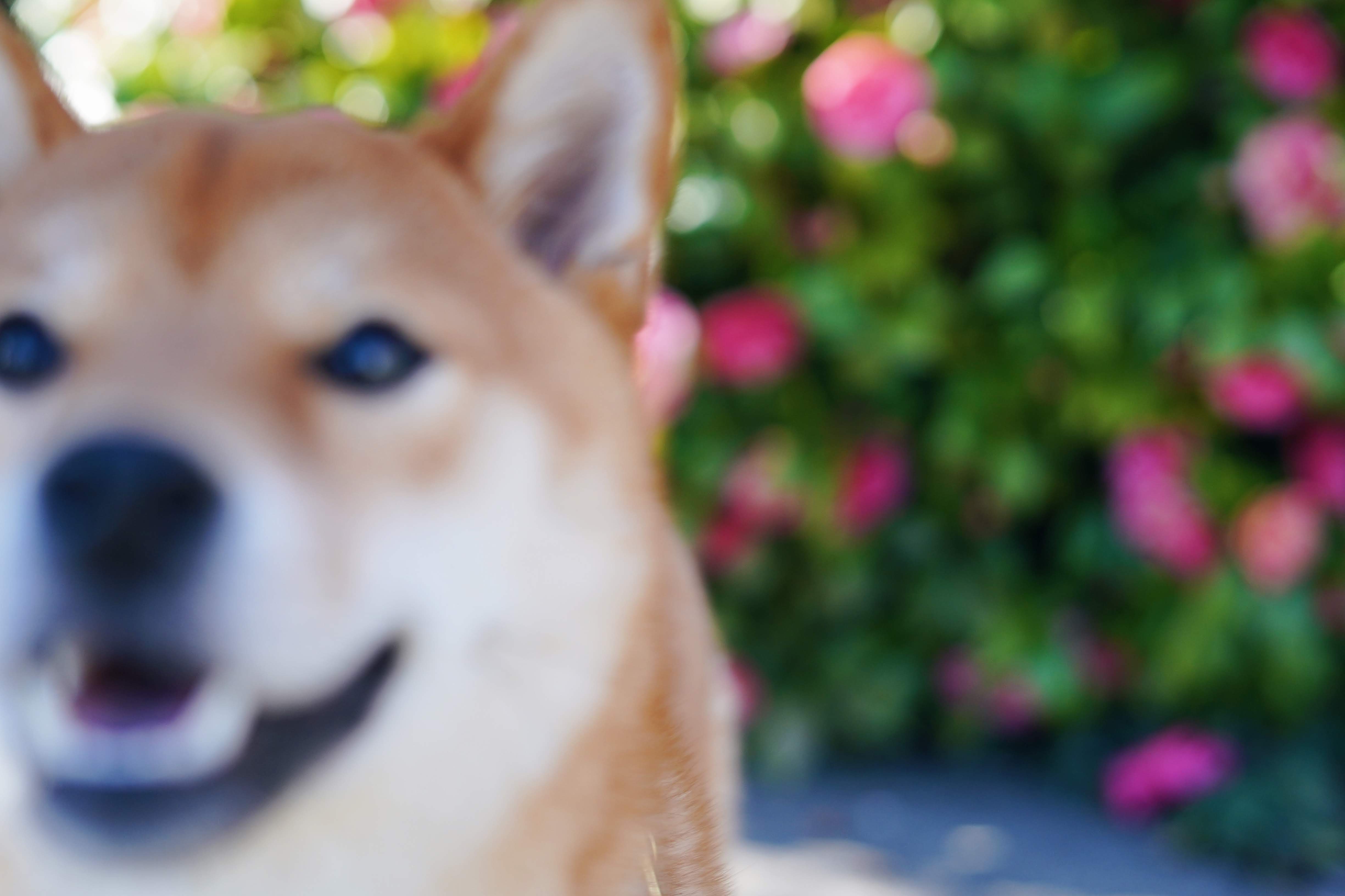 A photo of my dog looking blurry and happy.