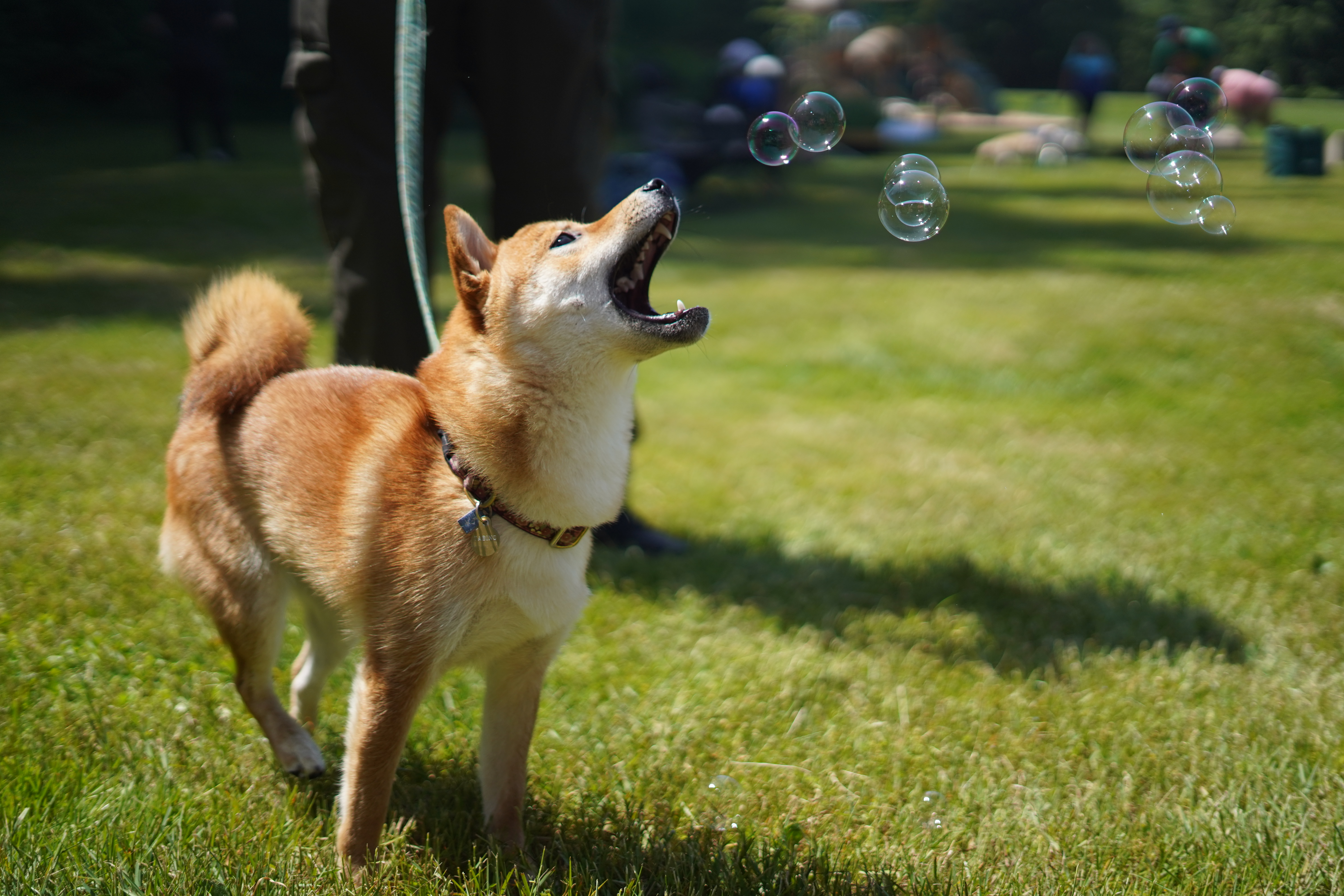 A photo of my dog with bubbles.