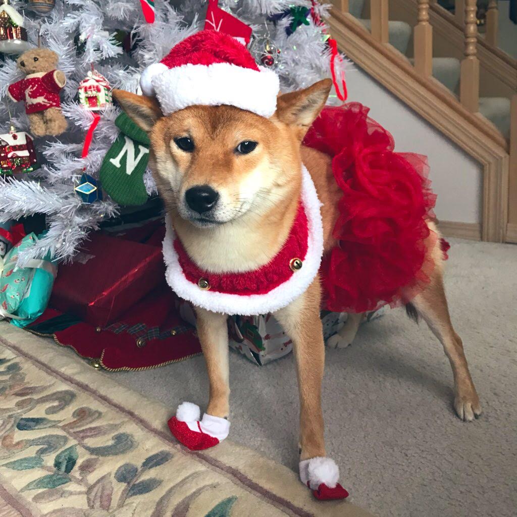 A photo of my dog wearing a Christmas outfit I found extremely on sale.