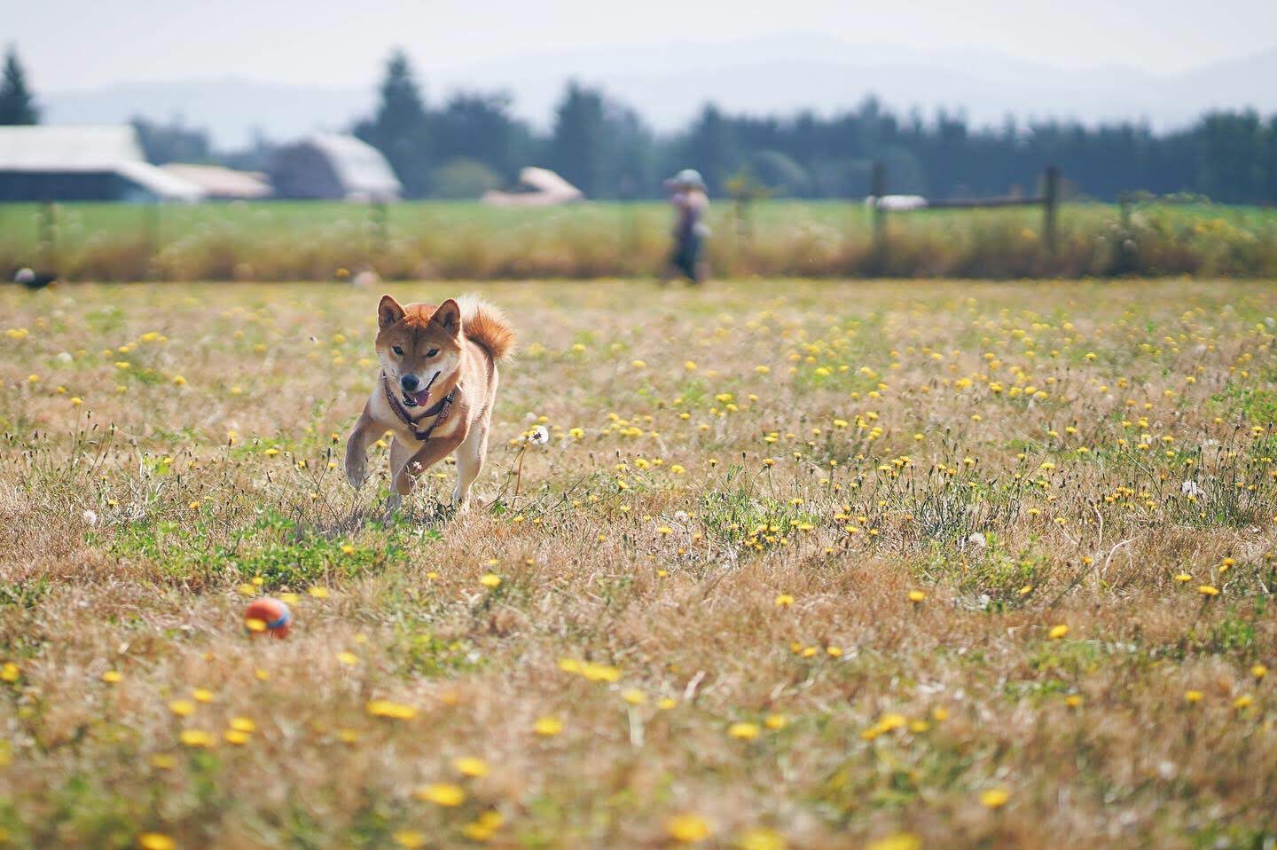 A photo of my dog running in a field.
